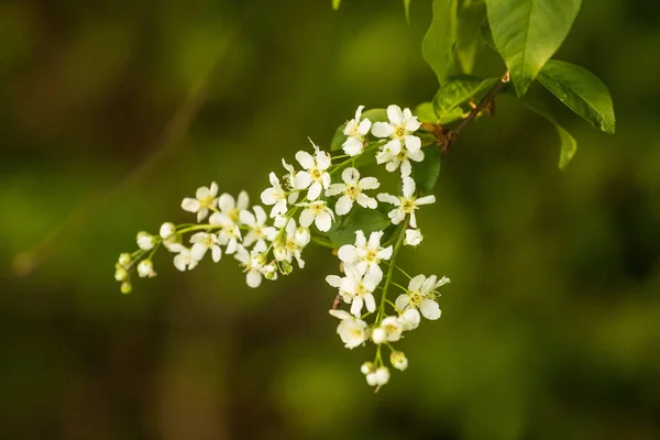 Een Prachtige Vogel Kersenbloesems Bloeien Het Voorjaar Bij Riverside Bloeiende — Stockfoto