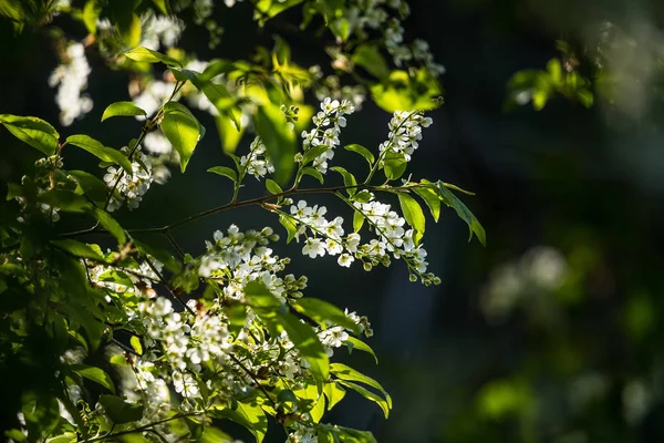 Bellissimo Uccello Fiori Ciliegio Fiore Primavera Riva Del Fiume Albero — Foto Stock