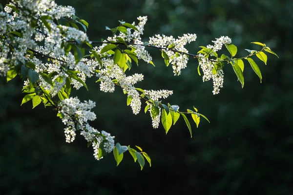 Een Prachtige Vogel Kersenbloesems Bloeien Het Voorjaar Bij Riverside Bloeiende — Stockfoto