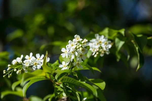 Vacker Fågel Körsbär Blommar Blommar Våren Vid Riverside Blommande Träd — Stockfoto