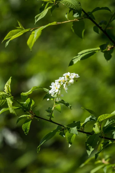 Beautiful Bird Cherry Blossoms Blooming Spring Riverside Flowering Tree Country — Stock Photo, Image