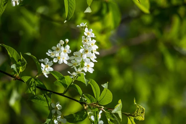 Vacker Fågel Körsbär Blommar Blommar Våren Vid Riverside Blommande Träd — Stockfoto