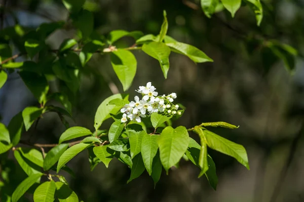 Een Prachtige Vogel Kersenbloesems Bloeien Het Voorjaar Bij Riverside Bloeiende — Stockfoto