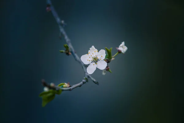 春に咲く美しい桜 花の庭の果樹 — ストック写真
