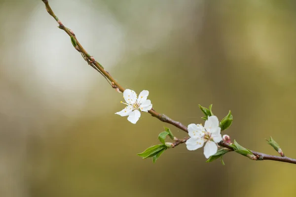 Beautiful Cherry Blossoms Blooming Spring Garden Fruit Tree Flowers — Stock Photo, Image
