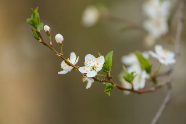 Vacker Körsbär Blommar Blommar Våren Trädgård Fruktträd Blommor — Stockfoto