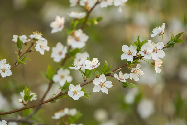 春に咲く美しい桜 花の庭の果樹 — ストック写真