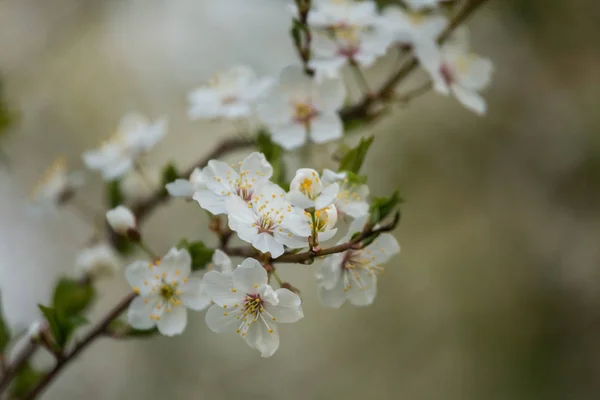 春に咲く美しい桜 花の庭の果樹 — ストック写真