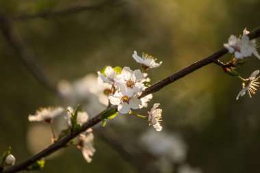 Baharda açan güzel bir kiraz çiçekleri. Çiçeklerde bahçe meyve ağacı.