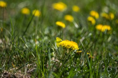 Güzel, parlak sarı karahindiba çimenlerde çiçek açıyor. Güneşli bahar gününde Bahçe.