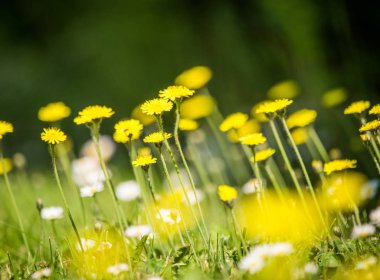 Güzel, parlak sarı karahindiba çimenlerde çiçek açıyor. Güneşli bahar gününde Bahçe.