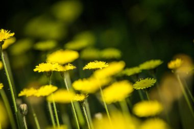 Güzel, parlak sarı karahindiba çimenlerde çiçek açıyor. Güneşli bahar gününde Bahçe.