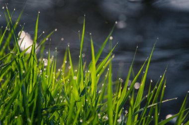Sabah çiydolu güzel, yeşil bir çimen. İlkbaharda doğal tazelik.