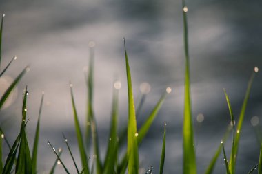 Sabah çiydolu güzel, yeşil bir çimen. İlkbaharda doğal tazelik.