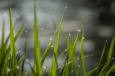 Sabah çiydolu güzel, yeşil bir çimen. İlkbaharda doğal tazelik.