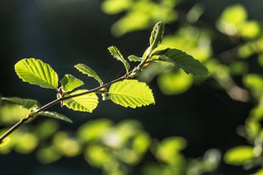 Dalları güzel, taze, yeşil bahar yaprakları. Ormanda doğal, güneşli bahar günü