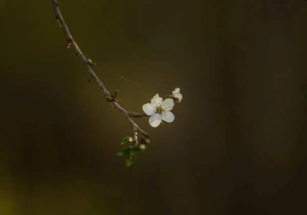 Uma Bela Cereja Floresce Primavera Jardim Árvore Frutífera Flores — Fotografia de Stock