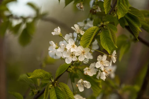 Прекрасная Сакура Цветет Весной Сад Фруктовое Дерево Цветах — стоковое фото