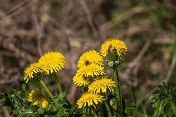 Bonito Dentes Leão Amarelos Brilhantes Florescendo Grama Jardim Dia Ensolarado — Fotografia de Stock