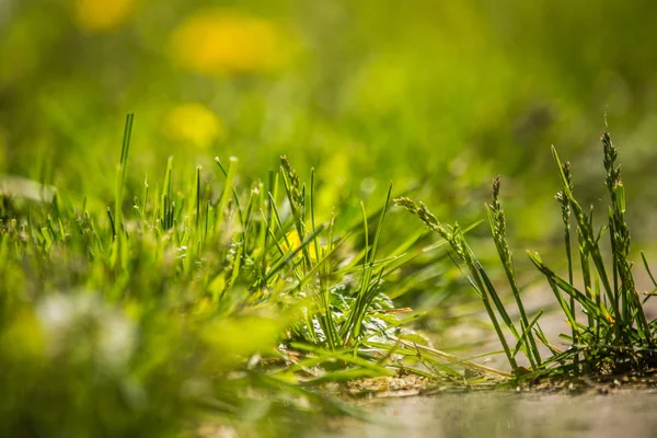 Hermosos Dientes León Amarillo Brillante Floreciendo Hierba Jardín Soleado Día — Foto de Stock