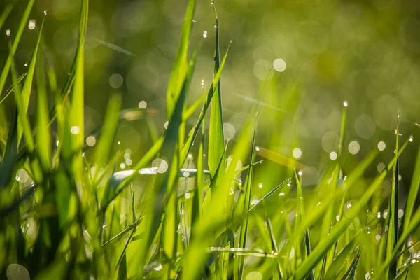 Een Mooi Groen Gras Vol Ochtend Dauw Natuurlijke Frisheid Lente — Stockfoto