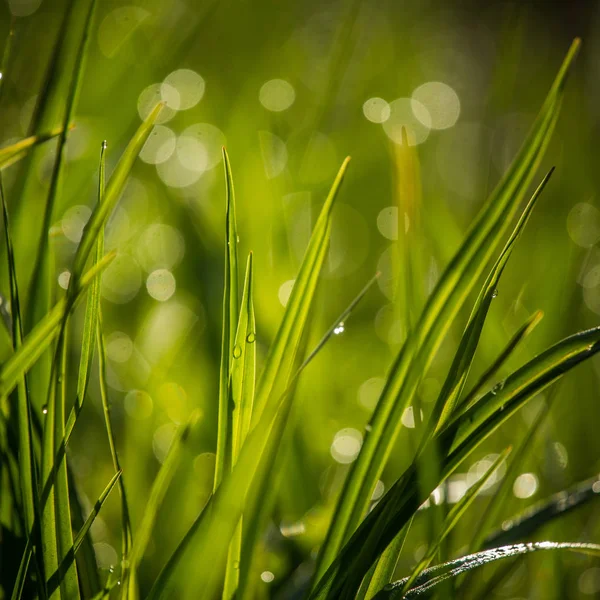 Una Hermosa Hierba Verde Llena Rocío Matutino Frescura Natural Primavera — Foto de Stock