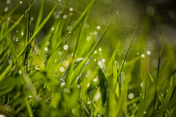 Piękna Zielona Trawa Pełna Porannej Rosy Naturalna Świeżość Wiosną — Zdjęcie stockowe