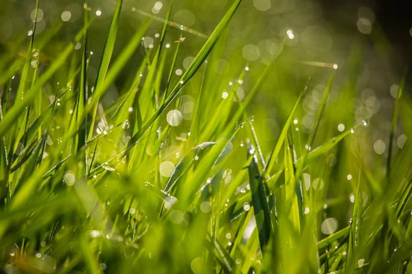 Beautiful Green Grass Full Morning Dew Natural Freshness Spring — Stock Photo, Image