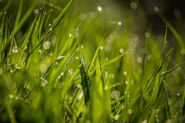 Piękna Zielona Trawa Pełna Porannej Rosy Naturalna Świeżość Wiosną — Zdjęcie stockowe