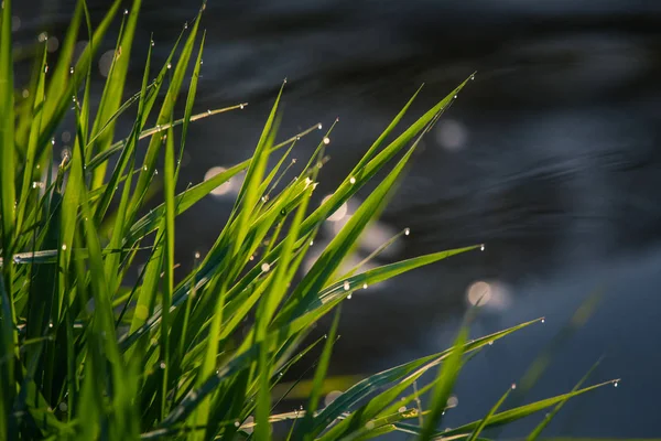 Een Mooi Groen Gras Vol Ochtend Dauw Natuurlijke Frisheid Lente — Stockfoto