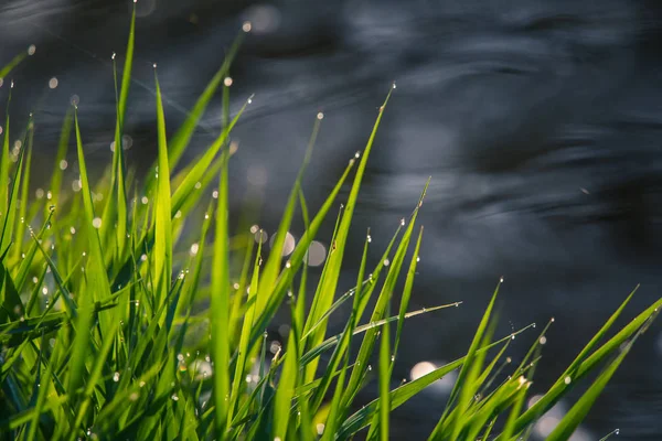 Een Mooi Groen Gras Vol Ochtend Dauw Natuurlijke Frisheid Lente — Stockfoto