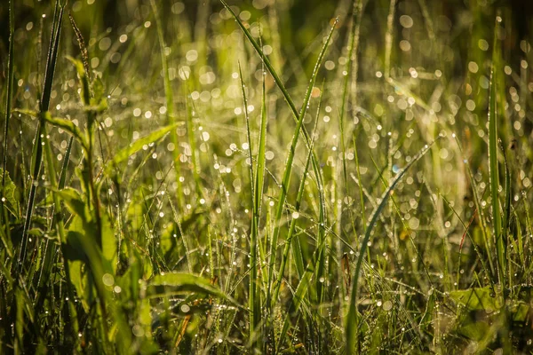 Une Belle Herbe Verte Pleine Rosée Matinale Fraicheur Naturelle Printemps — Photo