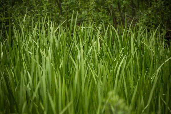 Een Mooi Groen Gras Vol Ochtend Dauw Natuurlijke Frisheid Lente — Stockfoto