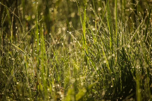 Una Hermosa Hierba Verde Llena Rocío Matutino Frescura Natural Primavera —  Fotos de Stock