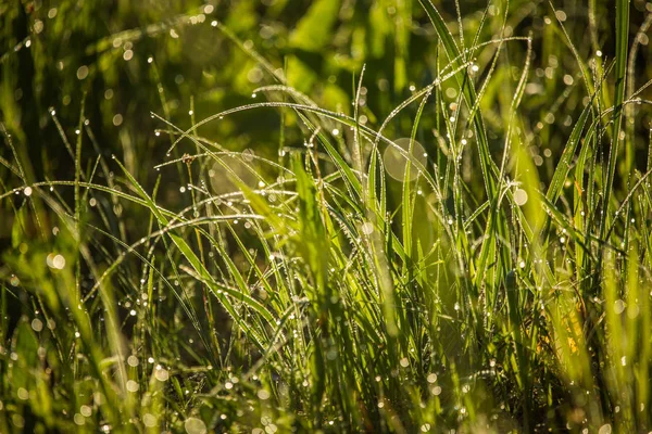 Прекрасная Зеленая Трава Полная Утренней Росы Естественная Свежесть Весной — стоковое фото