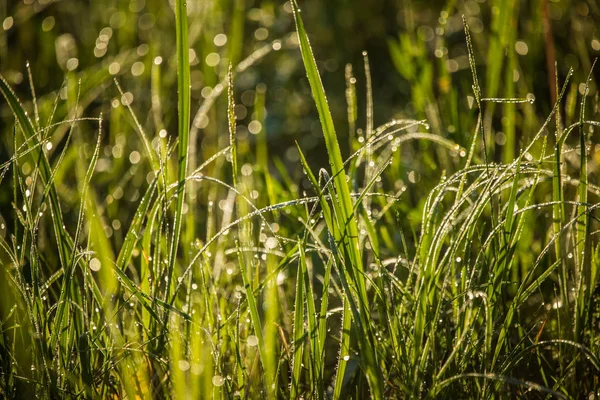 Una Hermosa Hierba Verde Llena Rocío Matutino Frescura Natural Primavera —  Fotos de Stock