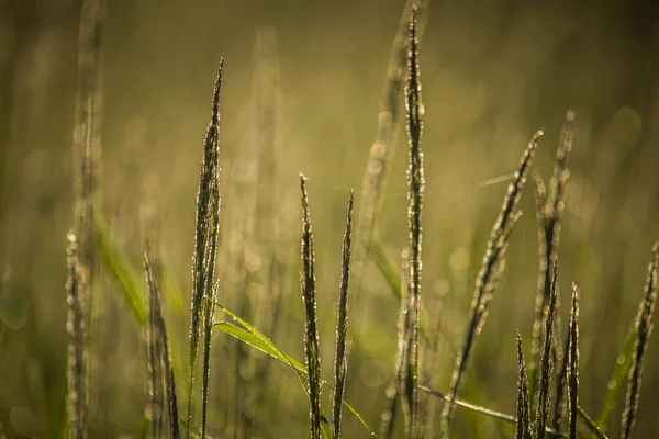 Uma Bela Relva Verde Cheia Orvalho Matinal Frescura Natural Primavera — Fotografia de Stock