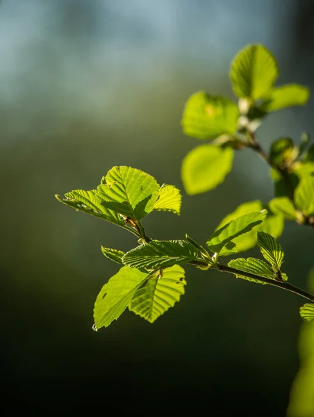 美しく 新鮮な 緑の春の葉が枝に残っています 森の中の自然で晴れた春の日 — ストック写真