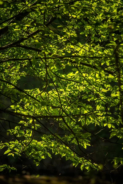 Hojas Primavera Hermosas Frescas Verdes Las Ramas Día Primavera Natural — Foto de Stock