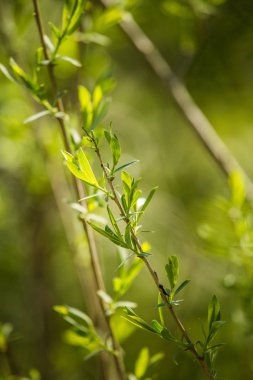 Dalları güzel, taze, yeşil bahar yaprakları. Ormanda doğal, güneşli bahar günü