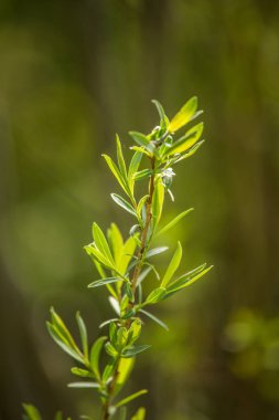 Dalları güzel, taze, yeşil bahar yaprakları. Ormanda doğal, güneşli bahar günü