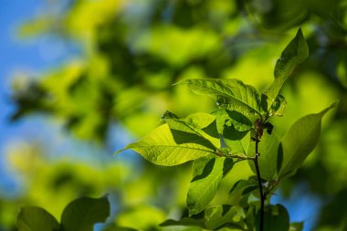 Dalları güzel, taze, yeşil bahar yaprakları. Ormanda doğal, güneşli bahar günü