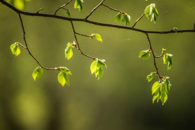 Dalları güzel, taze, yeşil bahar yaprakları. Ormanda doğal, güneşli bahar günü