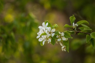 Baharda güzel bir beyaz armut ağacı çiçekleri. Letonya, Kuzey Avrupa'da bahçede çiçek açan meyve ağacı.