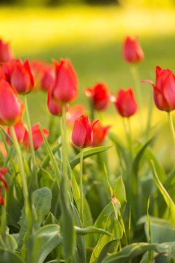 Baharda bahçede açan güzel kırmızı laleler. Parlak bahar manzarası.