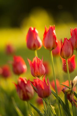 Baharda bahçede açan güzel kırmızı laleler. Parlak bahar manzarası.