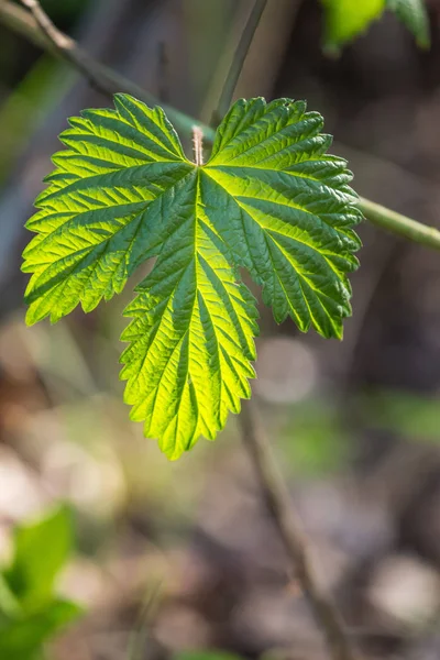 Mooie Frisse Groene Lente Bladeren Takken Natuurlijke Zonnige Lentedag Bos — Stockfoto