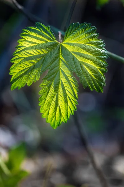 Beautiful Fresh Green Spring Leaves Branches Natural Sunny Spring Day — Stock Photo, Image