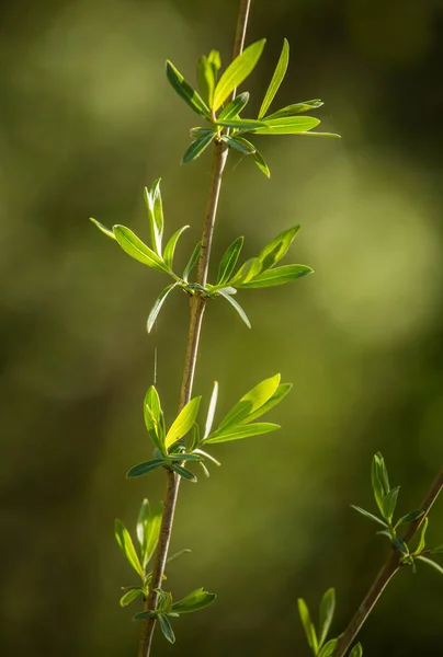 Beautiful Fresh Green Spring Leaves Branches Natural Sunny Spring Day — Stock Photo, Image