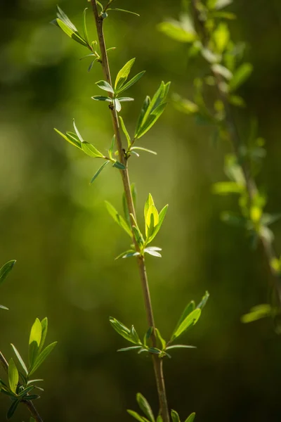 Krásný Čerstvý Zelený Jarní Listí Větvích Přirozený Slunečný Jarní Den — Stock fotografie